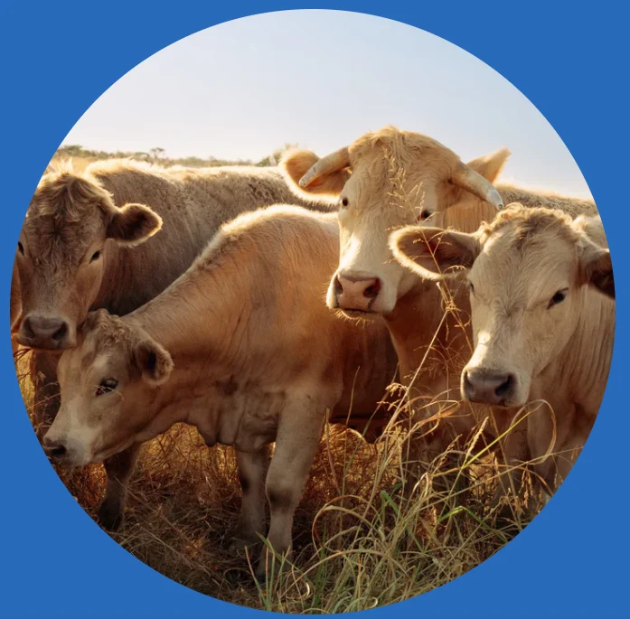 Grass-fed pasture-raised cattle